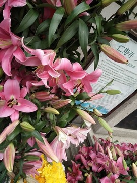 百合花