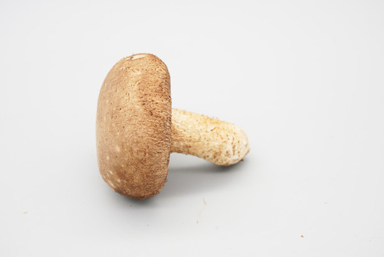 香菇