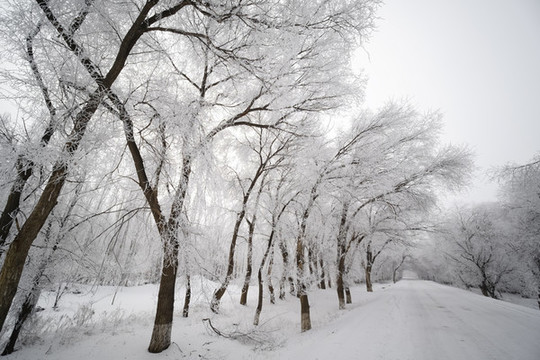 雪景