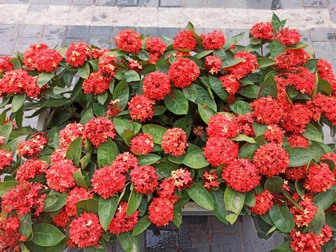 花