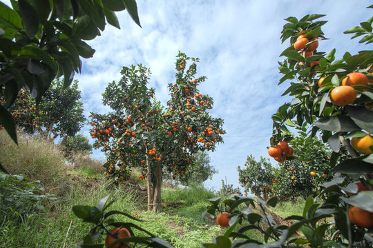 砂糖橘果園