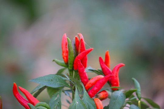 紅辣椒