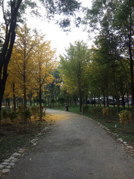 秋天的公園小路