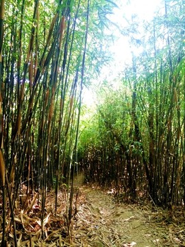 竹林小路