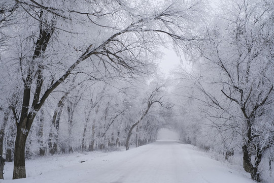 樹林雪景