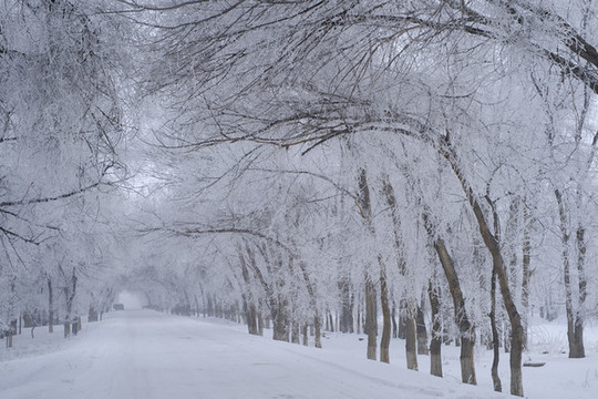 樹林雪景