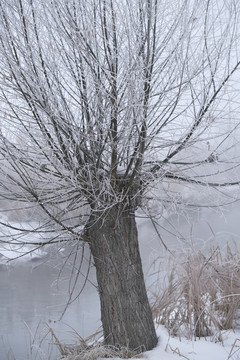 雪景