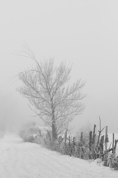 雪景