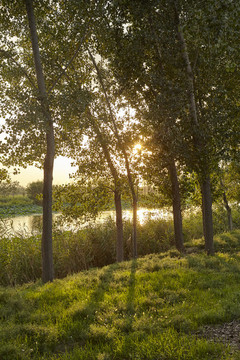 夕阳下湖岸边的树林