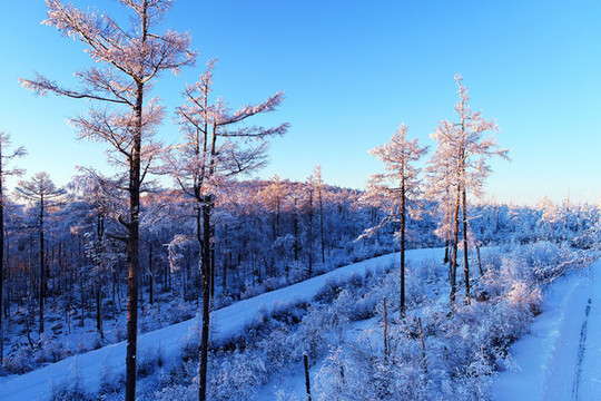 林海雪原松林