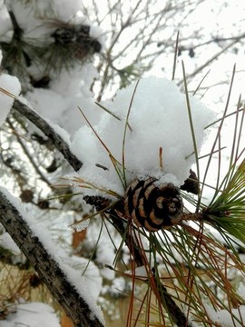 雪后松樹上的松果