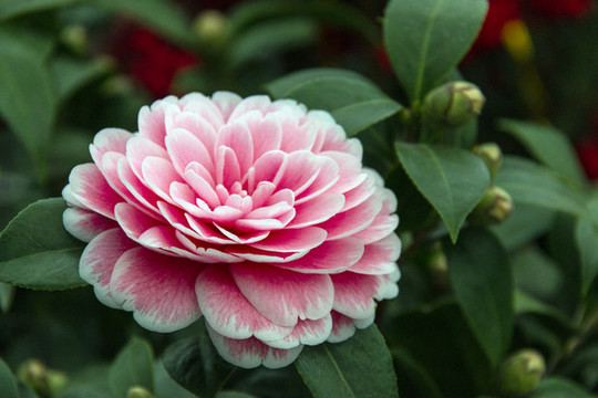 粉紅重瓣茶花