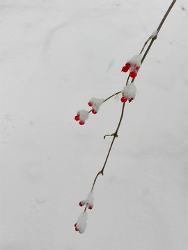 雪后小紅果