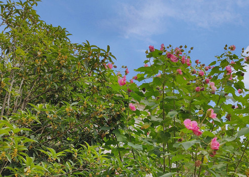 木芙蓉