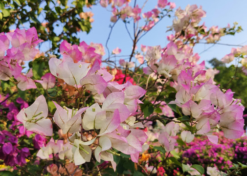 葉子花