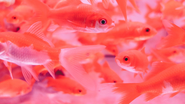 魚缸里的金魚群