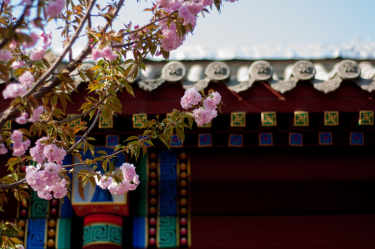 屋檐玉蘭花開花