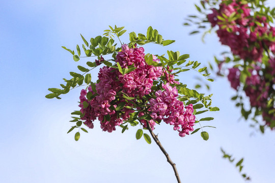 粉色槐花