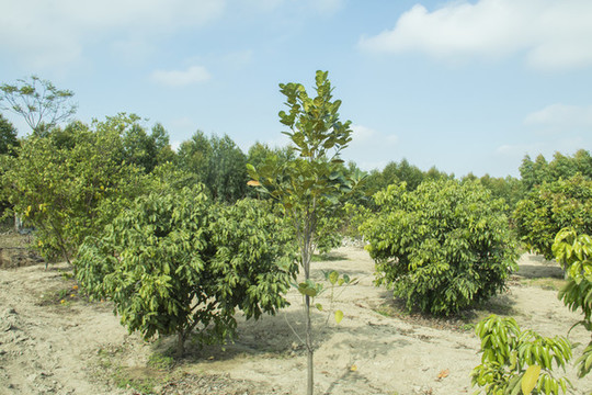 菠蘿蜜樹木種植