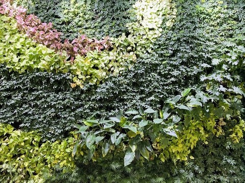 植物墻
