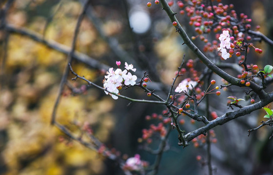 海棠花