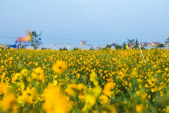 花海