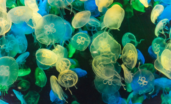 水族館中游動(dòng)的水母
