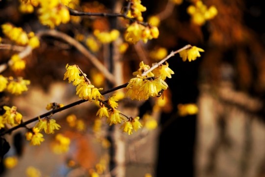 臘梅花