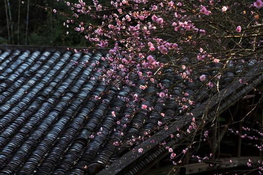 梅花