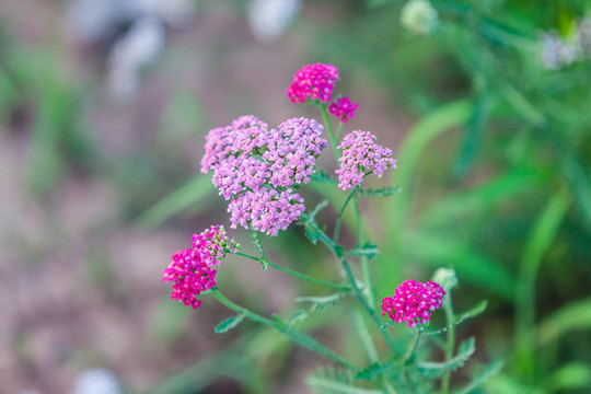鮮花草地特寫素材