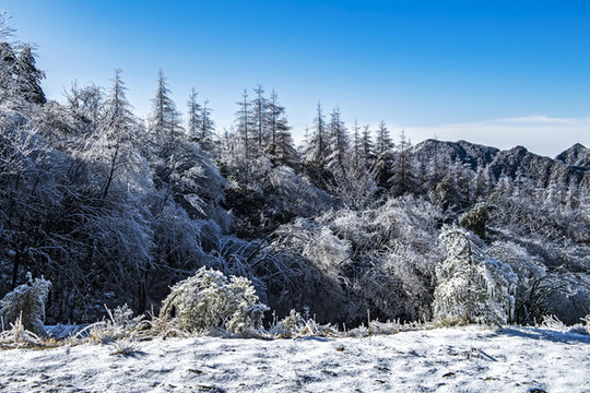 雪景
