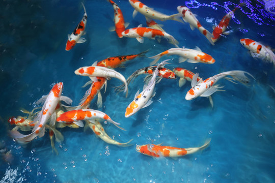 錦鯉