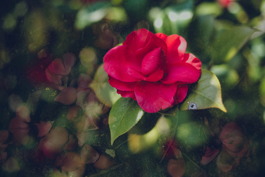 紅茶花