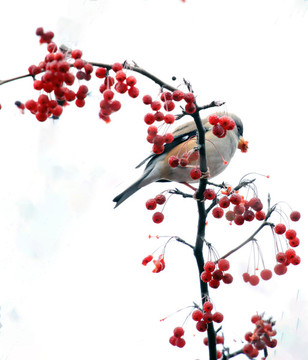 鳥(niǎo)在紅豆枝