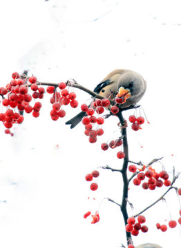 鳥在紅豆枝