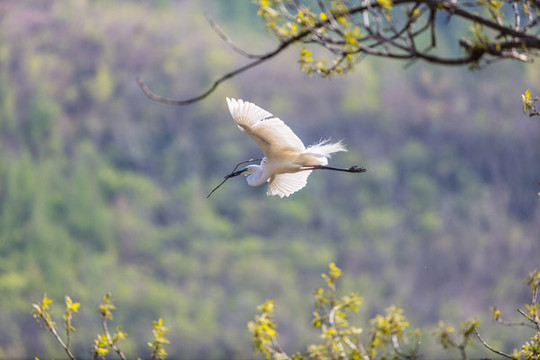 遼寧丹東楊木川白鷺蒼鷺鳥11