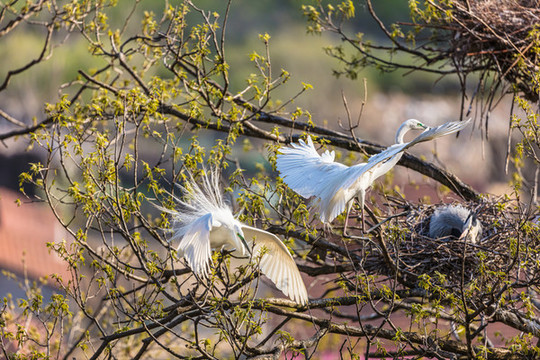 遼寧丹東楊木川白鷺蒼鷺鳥70