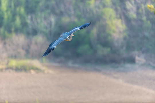 遼寧丹東楊木川白鷺蒼鷺鳥117