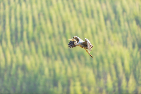 遼寧丹東楊木川白鷺蒼鷺鳥145