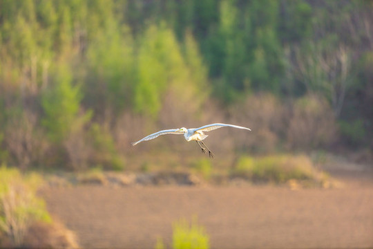 遼寧丹東楊木川白鷺蒼鷺鳥179