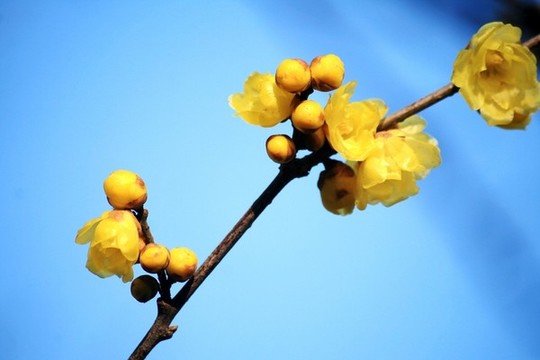 蠟梅花