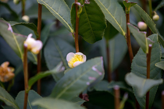 龍井茶