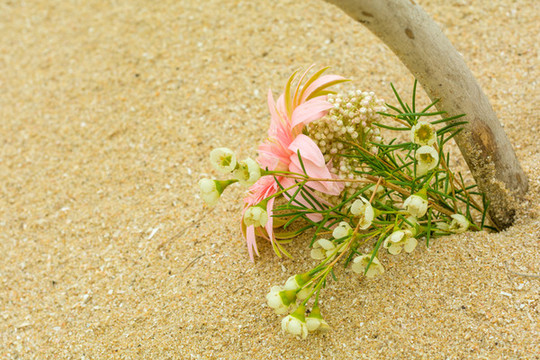 海邊沙灘上美麗的鮮花花卉