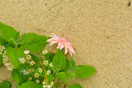 海邊沙灘上美麗的鮮花花卉