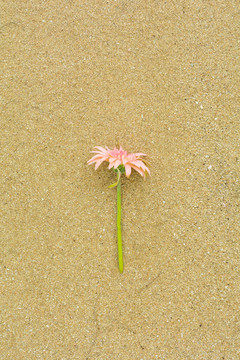 海邊沙灘上美麗的鮮花花卉