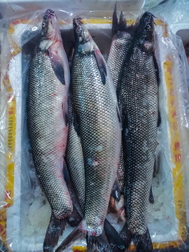 海魚