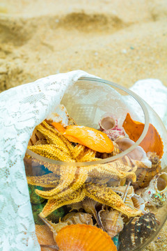 沙灘上美麗的海星和貝殼類(lèi)