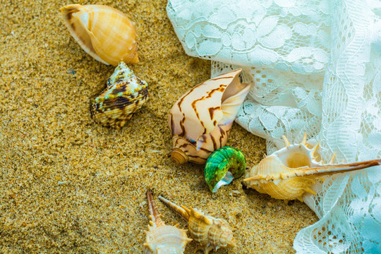 沙灘上美麗的海星和貝殼類