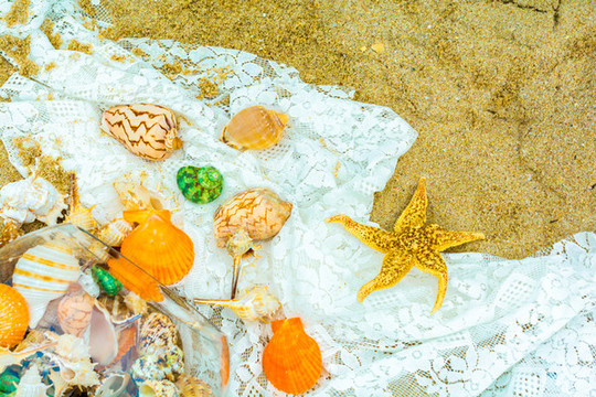 沙灘上美麗的海星和貝殼類