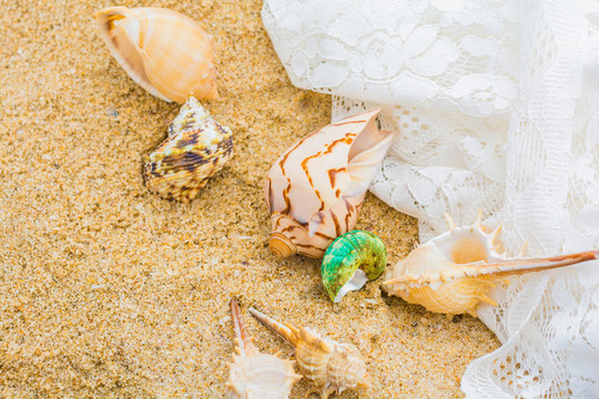 沙灘上美麗的海星和貝殼類